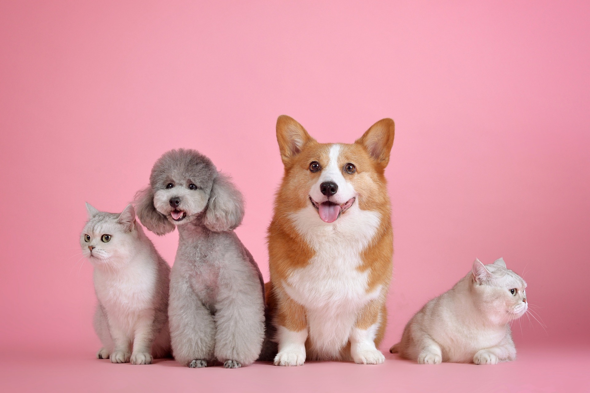Pets & Animals background